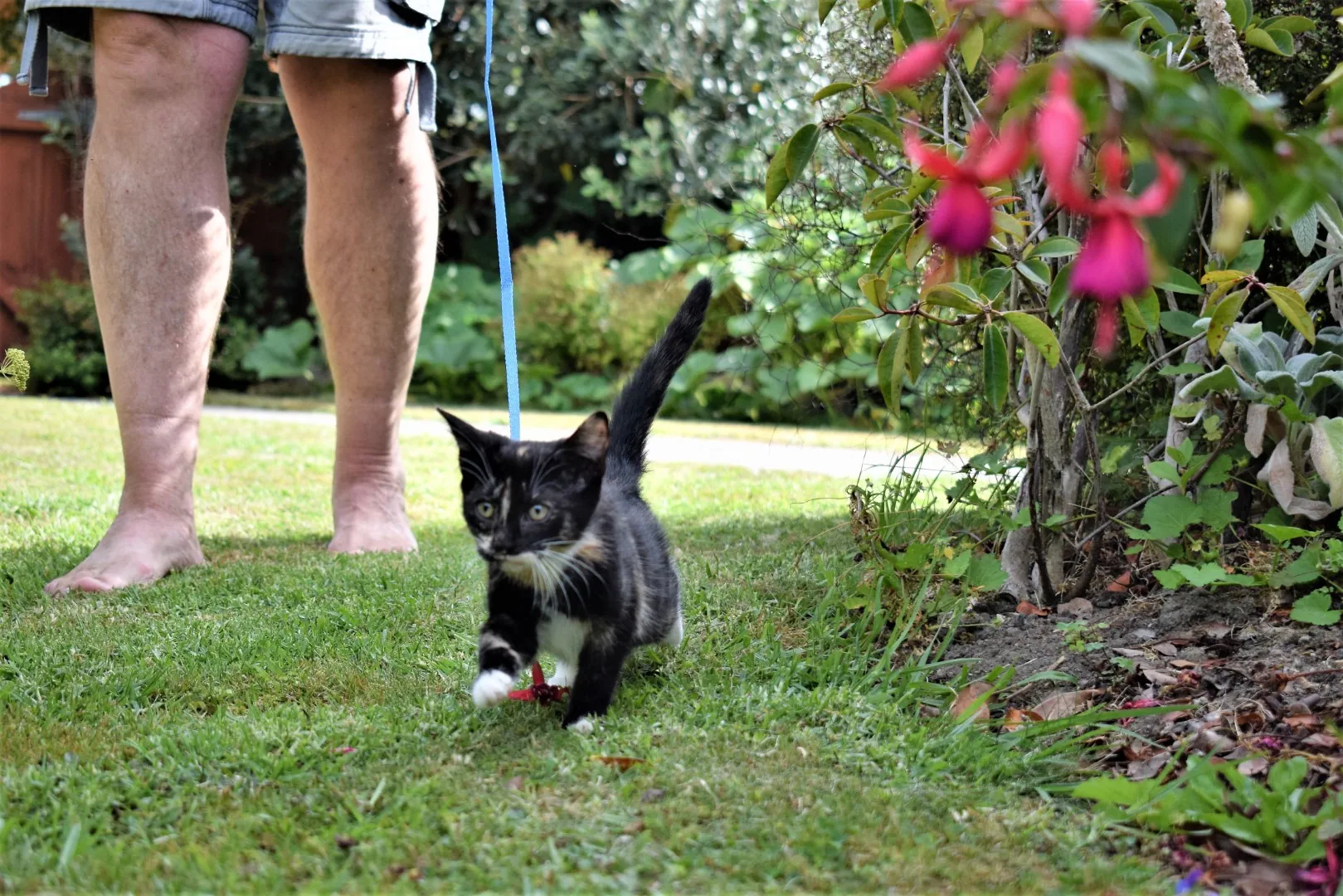 Ferne douglas   b08.2 ferne explores the garden   big girl 8 feb 2020 (4)